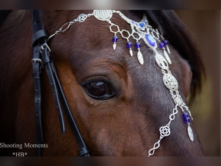 Other Thoroughbred Breeds Gelding 10 years 16,1 hh Brown in Hochburg-Ach