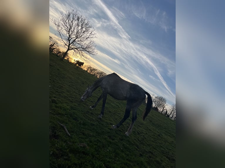 Other Thoroughbred Breeds Gelding 10 years 16.1 hh Grey in plonevez du faou
