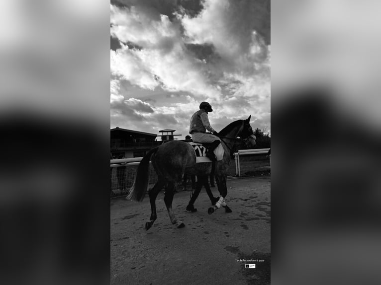 Other Thoroughbred Breeds Gelding 10 years 16.1 hh Grey in plonevez du faou