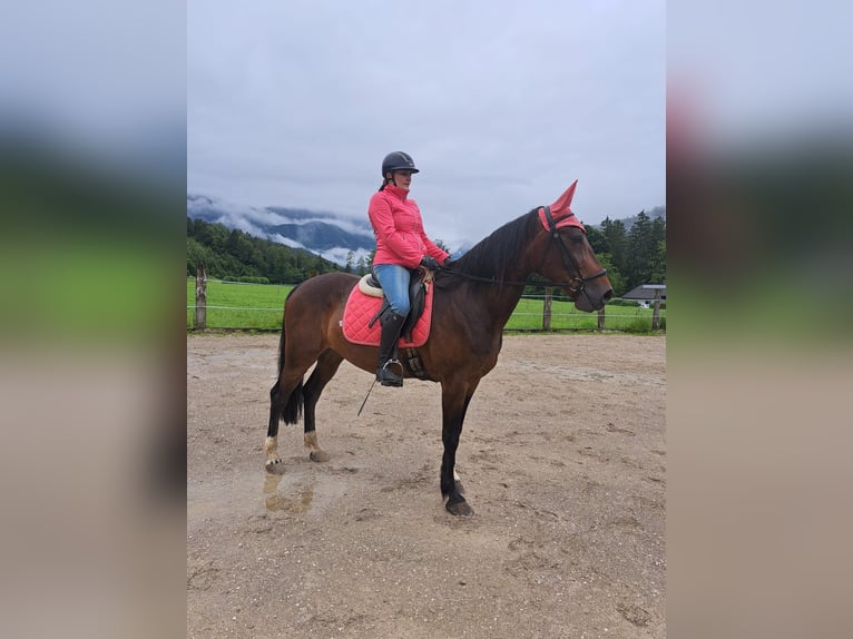 Other Thoroughbred Breeds Gelding 10 years 16,2 hh Brown in Molln