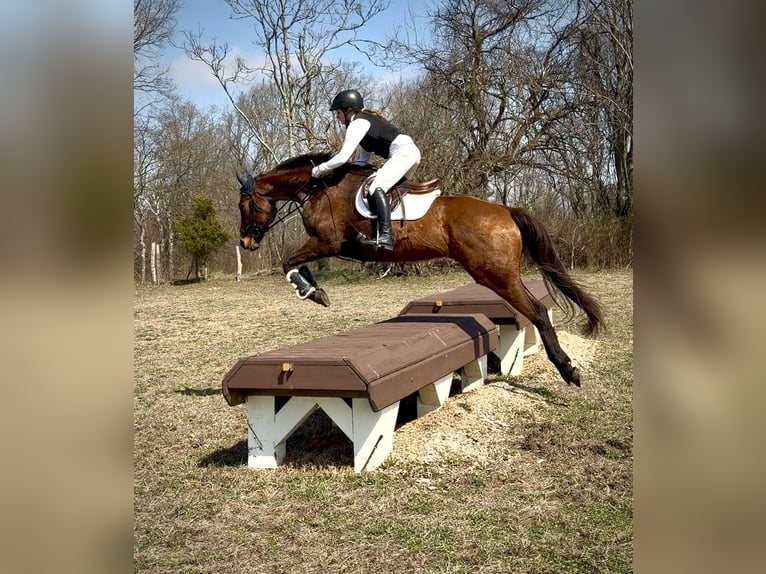 Other Thoroughbred Breeds Gelding 10 years 16 hh Bay in Adamstown