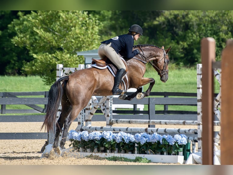 Other Thoroughbred Breeds Gelding 10 years 16 hh Bay in Adamstown