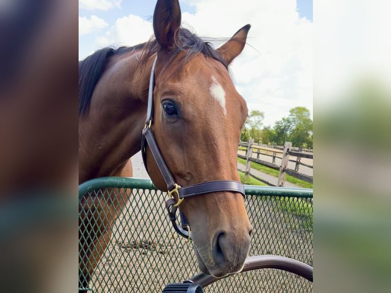 Other Thoroughbred Breeds Gelding 10 years 16 hh Bay in Adamstown