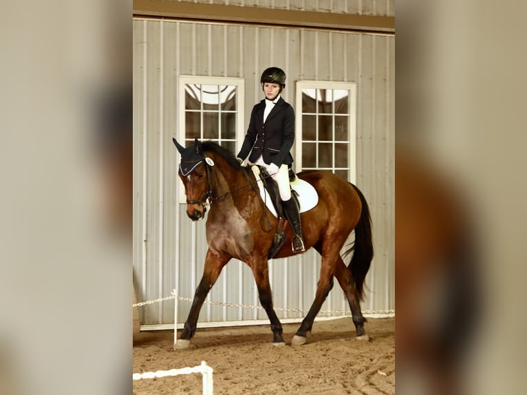 Other Thoroughbred Breeds Gelding 10 years 16 hh Bay in Adamstown