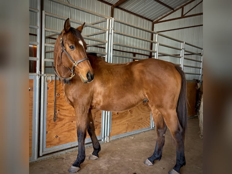 Other Thoroughbred Breeds Gelding 10 years 16 hh Bay in Adamstown