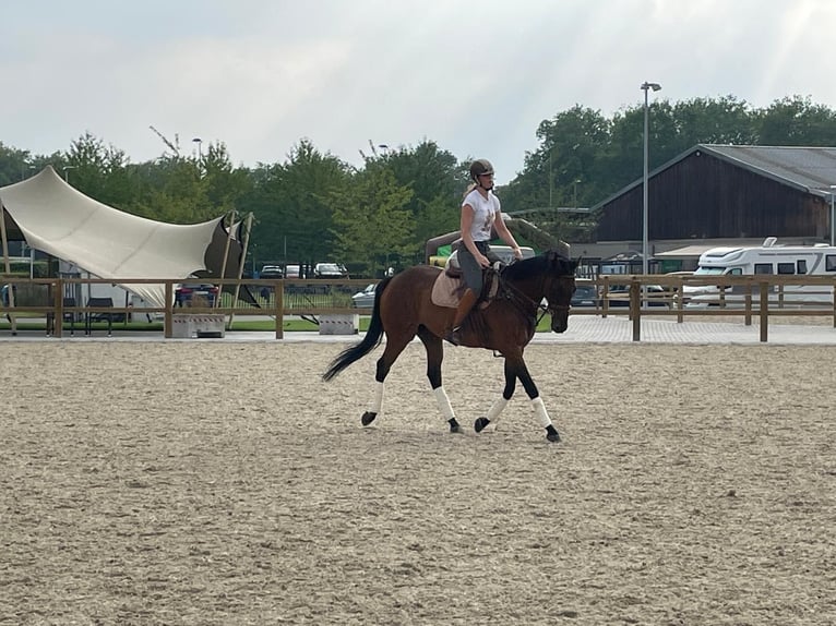 Other Thoroughbred Breeds Gelding 10 years 16 hh Brown in Anzegem