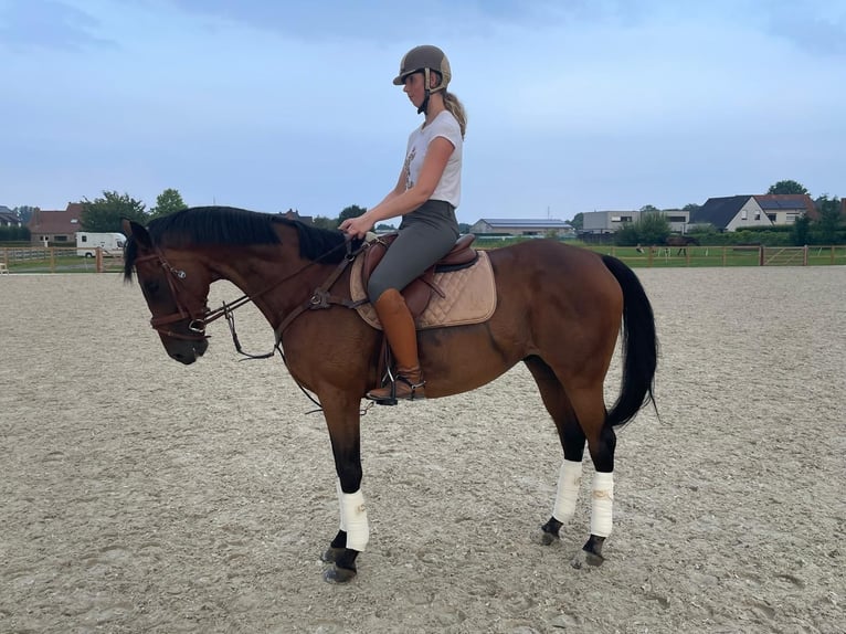 Other Thoroughbred Breeds Gelding 10 years 16 hh Brown in Anzegem