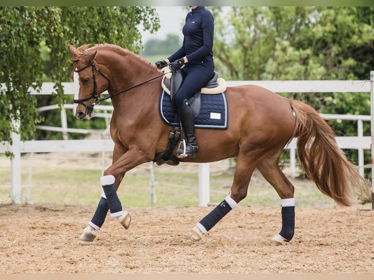 Other Thoroughbred Breeds Gelding 10 years 16 hh Chestnut-Red in Poznań