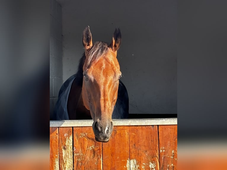 Other Thoroughbred Breeds Gelding 10 years 16,1 hh Brown in Beckingen