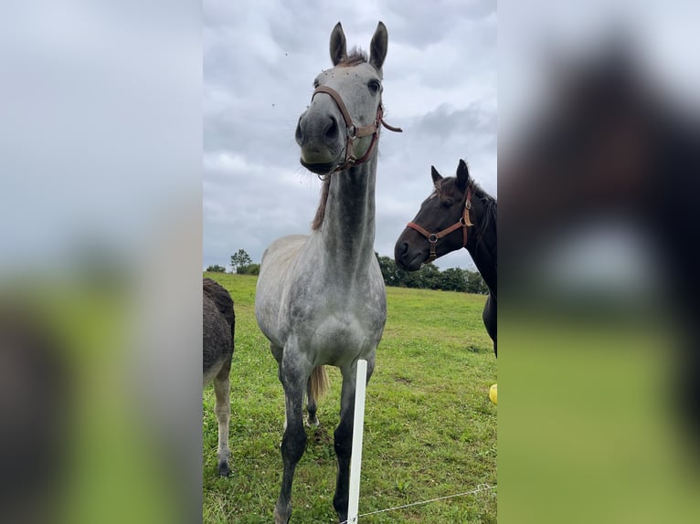 Other Thoroughbred Breeds Gelding 10 years 16,1 hh Grey in plonevez du faou