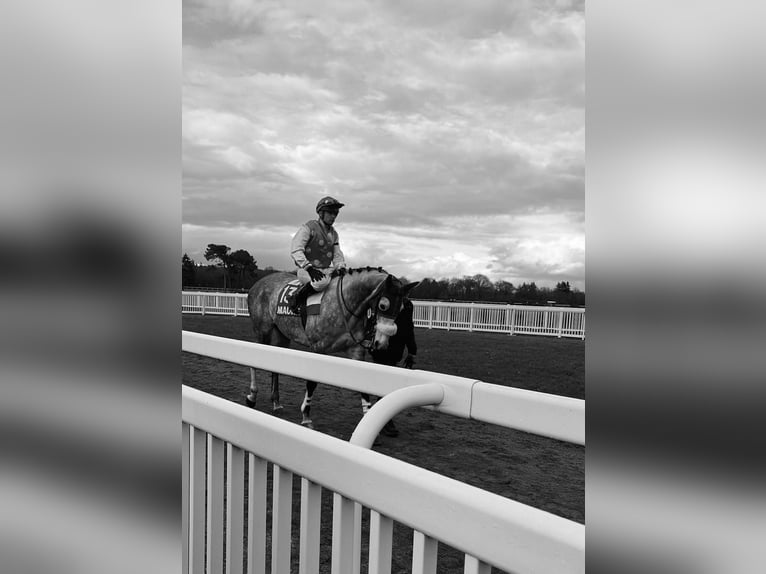 Other Thoroughbred Breeds Gelding 10 years 16,1 hh Grey in plonevez du faou