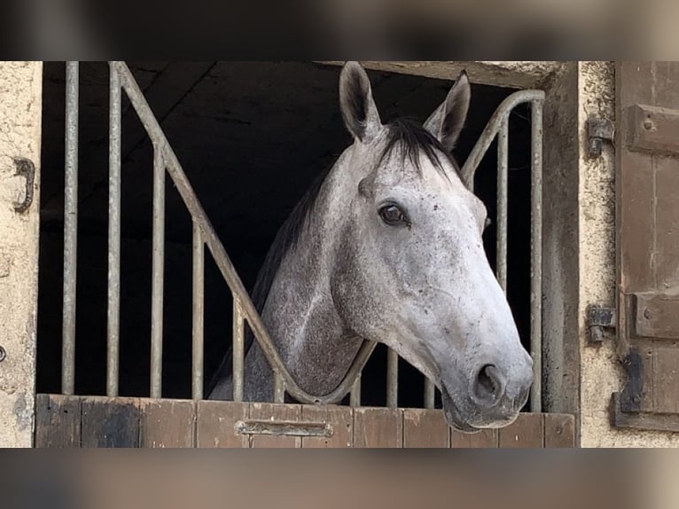 Other Thoroughbred Breeds Gelding 10 years 16,1 hh Grey in plonevez du faou