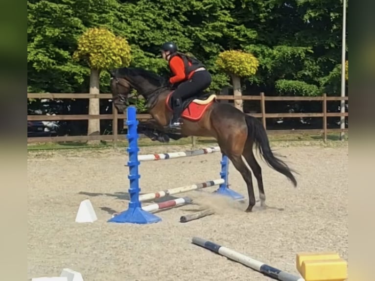 Other Thoroughbred Breeds Gelding 10 years 17.2 hh Bay-Dark in Liège