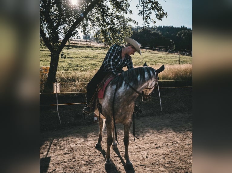 Other Thoroughbred Breeds Gelding 11 years 15,1 hh Gray in Großolbersdorf