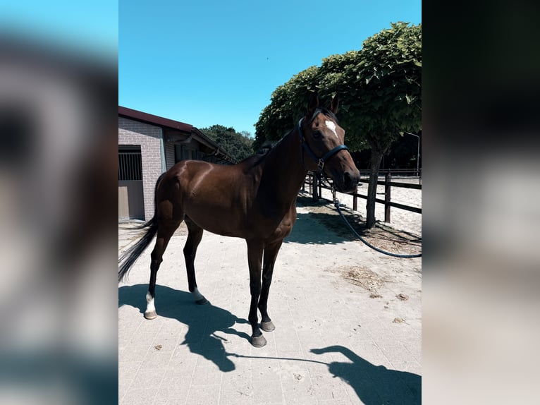 Other Thoroughbred Breeds Gelding 11 years 16.2 hh  in Berendrecht