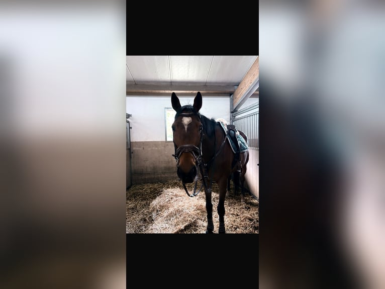 Other Thoroughbred Breeds Gelding 11 years 16.2 hh  in Berendrecht