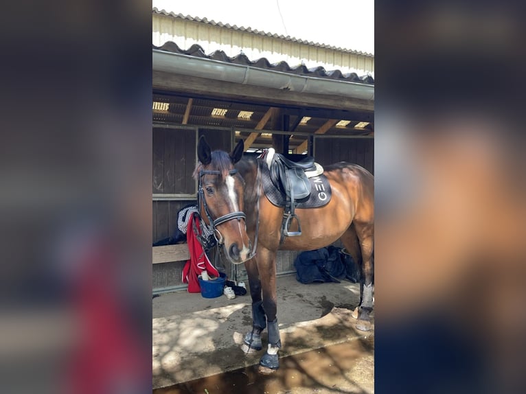 Other Thoroughbred Breeds Gelding 11 years 16 hh Brown in Saumur