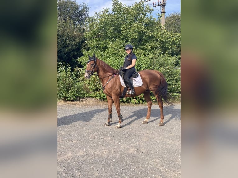 Other Thoroughbred Breeds Gelding 11 years 16 hh Chestnut-Red in Salzgitter Gitter