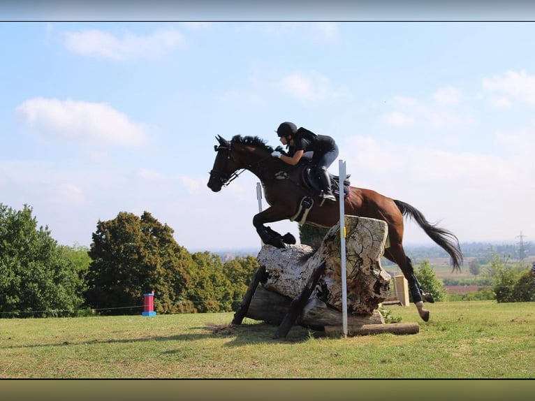 Other Thoroughbred Breeds Gelding 11 years 16,1 hh Brown in Merate(LC)