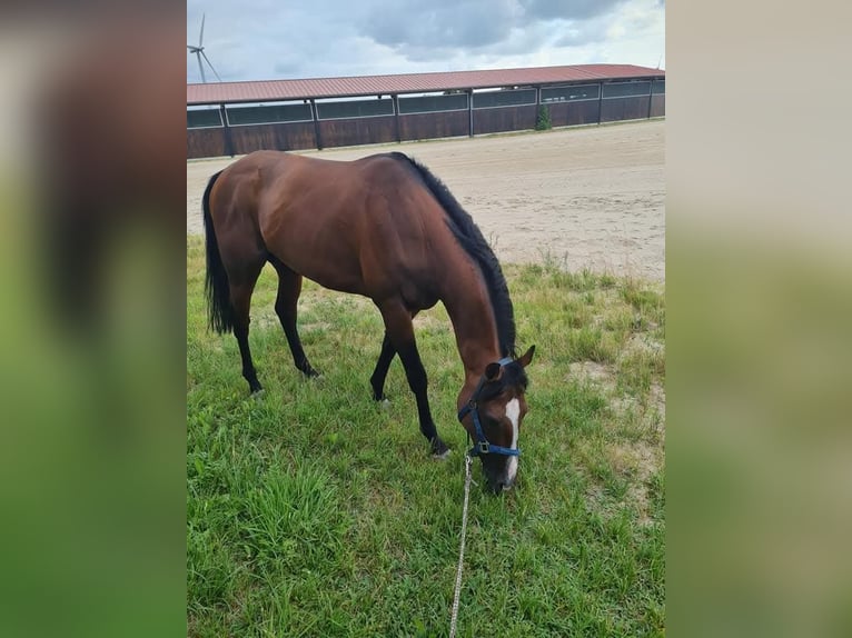 Other Thoroughbred Breeds Gelding 12 years 15 hh Brown in Bremen