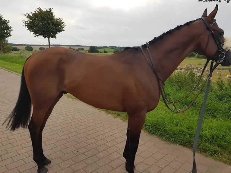 Other Thoroughbred Breeds Gelding 12 years 15 hh Brown in Bremen