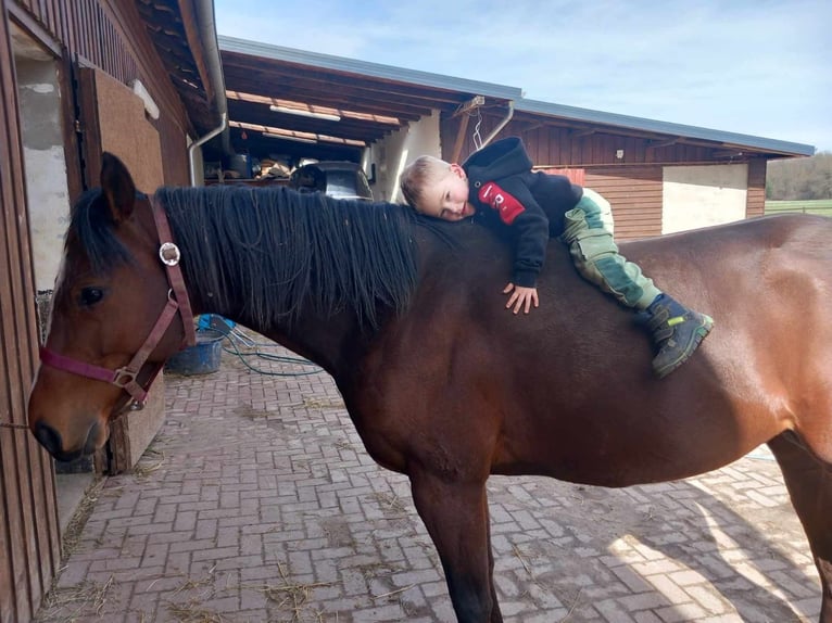 Other Thoroughbred Breeds Gelding 12 years 15 hh Brown in Bremen