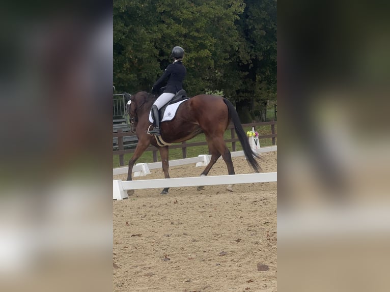 Other Thoroughbred Breeds Gelding 12 years 16.1 hh Brown in Fara Gera D'Adda
