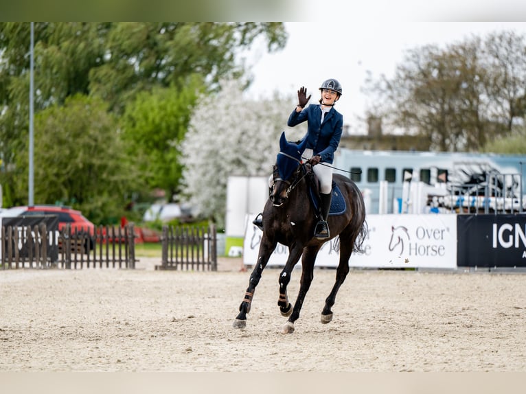 Other Thoroughbred Breeds Gelding 12 years 16 hh Bay-Dark in Żórawina