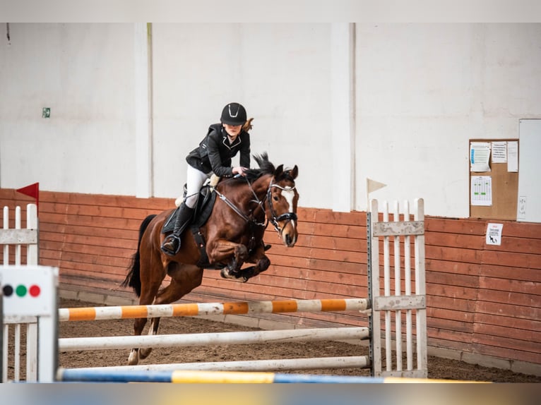 Other Thoroughbred Breeds Gelding 12 years 16 hh Bay in Zielona Góra