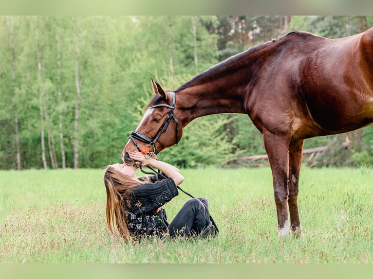 Other Thoroughbred Breeds Gelding 12 years 16 hh Bay in Zielona Góra