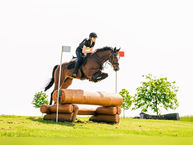 Other Thoroughbred Breeds Gelding 12 years 16 hh Bay in Zielona Góra