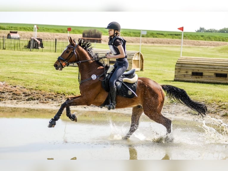 Other Thoroughbred Breeds Gelding 12 years 16 hh Bay in Zielona Góra