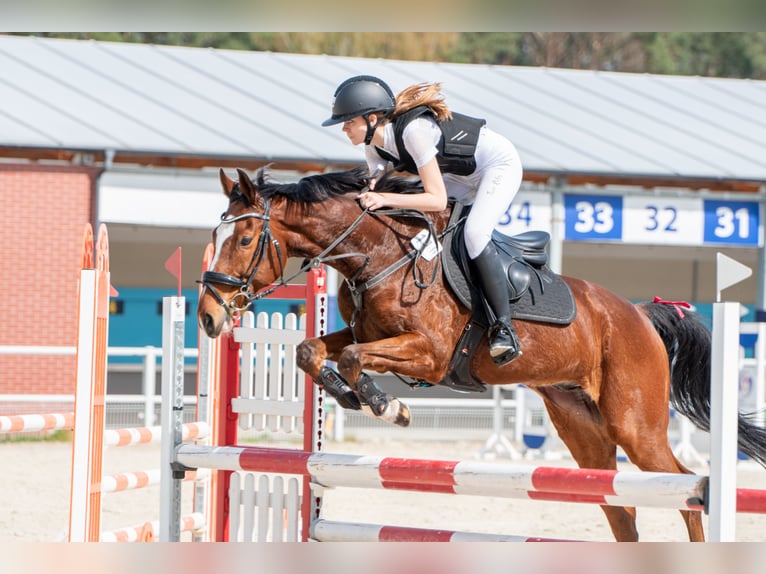 Other Thoroughbred Breeds Gelding 12 years 16 hh Bay in Zielona Góra