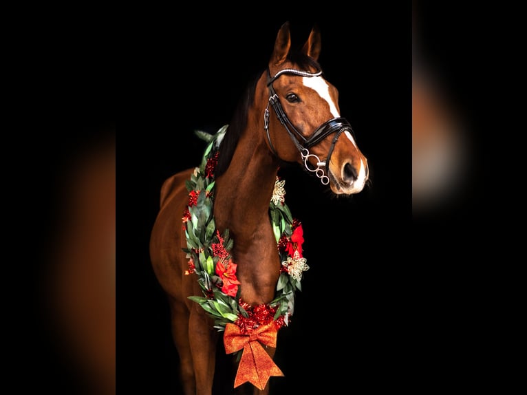 Other Thoroughbred Breeds Gelding 12 years 16 hh Bay in Zielona Góra