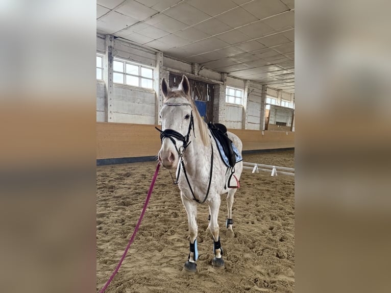 Other Thoroughbred Breeds Gelding 12 years 16 hh Grey-Fleabitten in Athenstedt