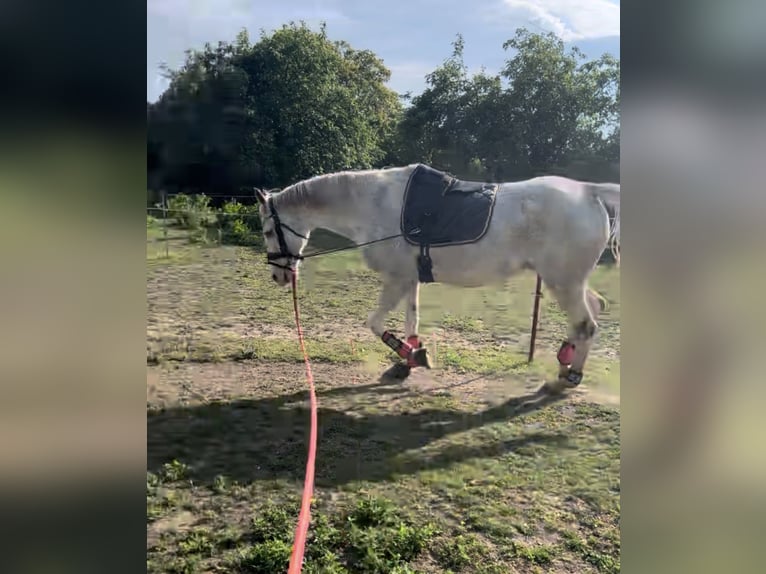 Other Thoroughbred Breeds Gelding 12 years 16 hh Grey-Fleabitten in Athenstedt
