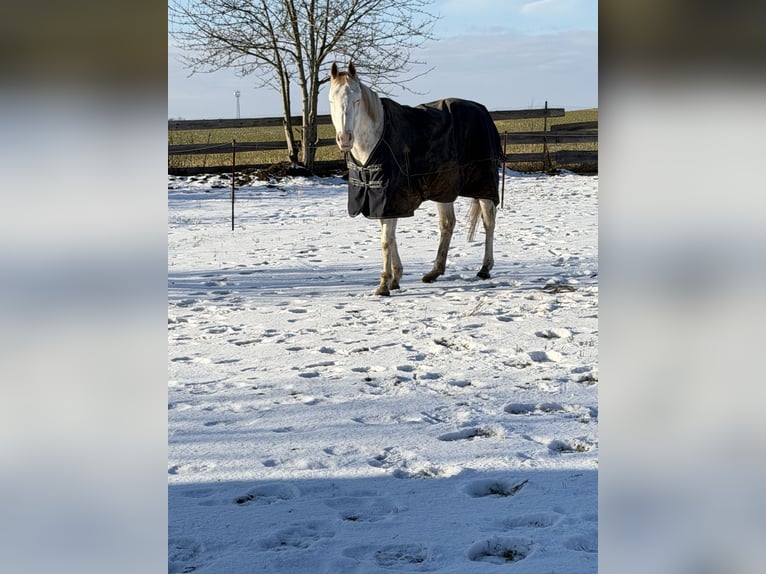 Other Thoroughbred Breeds Gelding 12 years 16 hh Grey-Fleabitten in Athenstedt