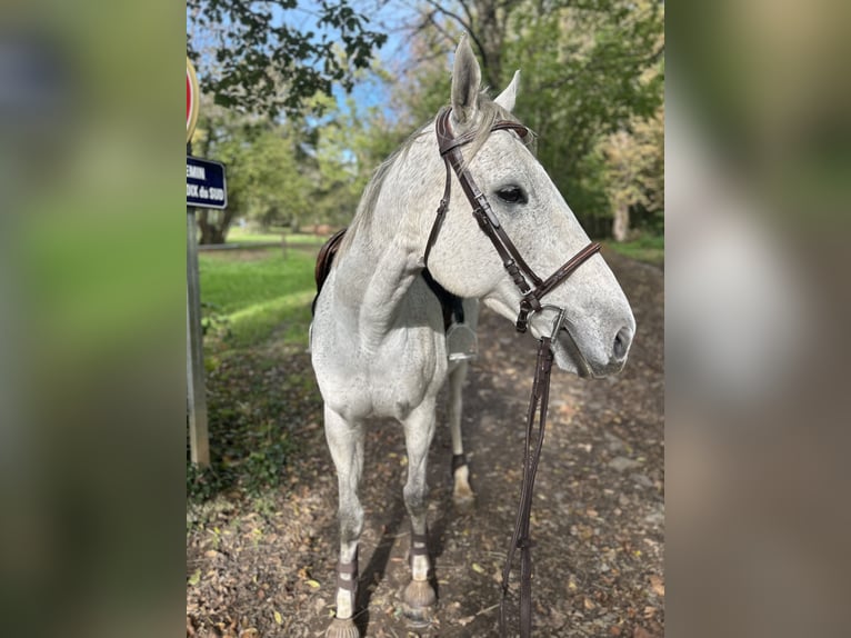 Other Thoroughbred Breeds Gelding 12 years 16 hh Grey in Limoges