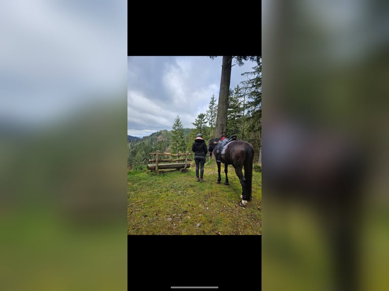 Other Thoroughbred Breeds Gelding 13 years 15,2 hh Bay-Dark in Ballrechten-Dottingen