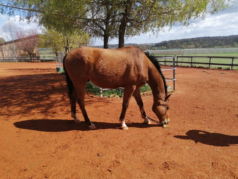 Other Thoroughbred Breeds Gelding 13 years 15,3 hh Brown in Erligheim