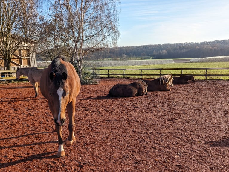 Other Thoroughbred Breeds Gelding 13 years 15,3 hh Brown in Erligheim