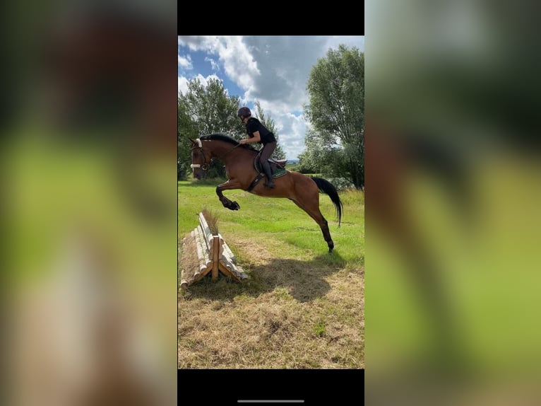 Other Thoroughbred Breeds Mix Gelding 13 years 16,2 hh Bay in Nantes