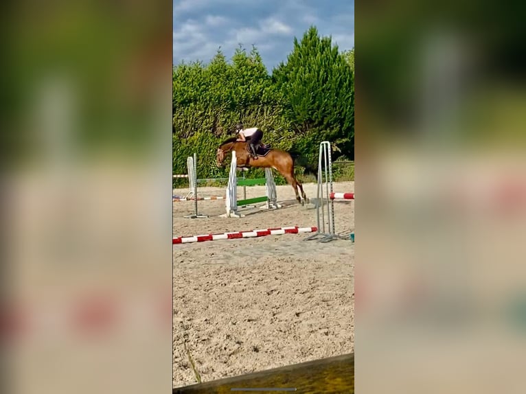 Other Thoroughbred Breeds Mix Gelding 13 years 16,2 hh Bay in Nantes