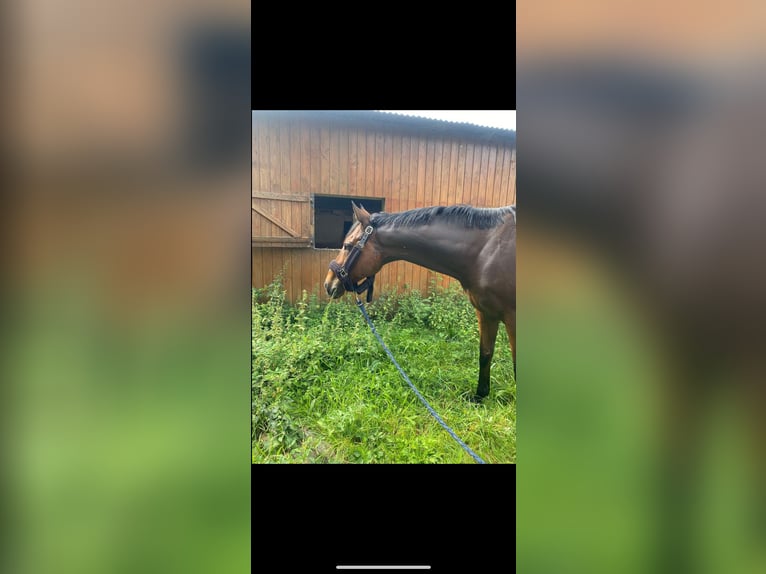 Other Thoroughbred Breeds Mix Gelding 13 years 16,2 hh Bay in Nantes