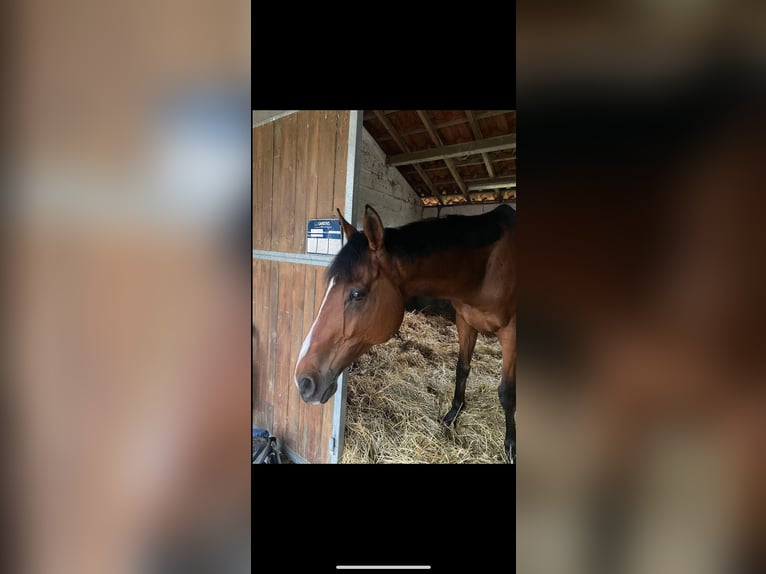 Other Thoroughbred Breeds Mix Gelding 13 years 16,2 hh Bay in Nantes