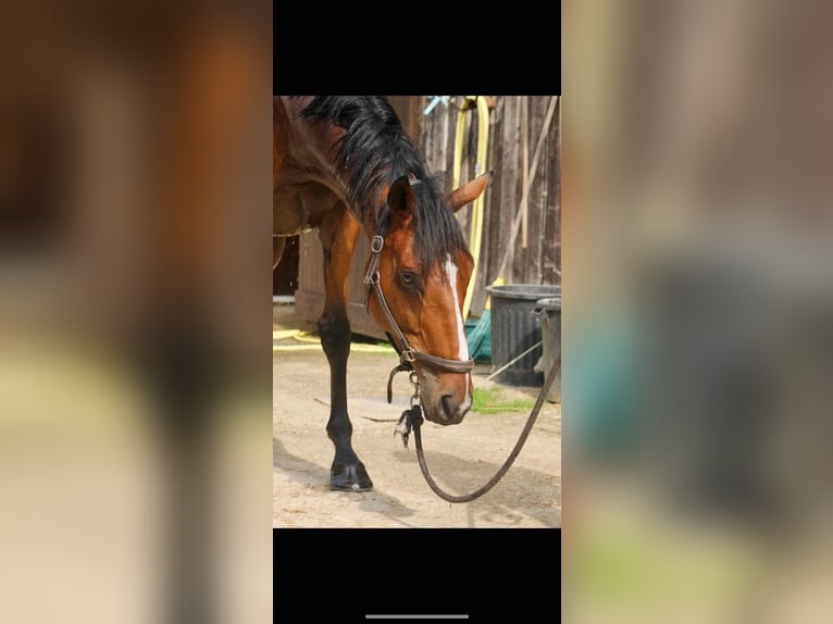 Other Thoroughbred Breeds Mix Gelding 13 years 16,2 hh Bay in Nantes