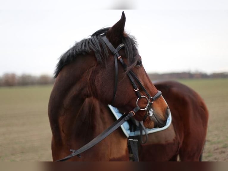 Other Thoroughbred Breeds Gelding 13 years 16 hh Brown in Groß Kienitz