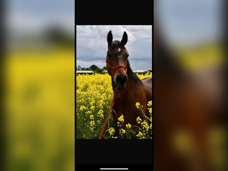Other Thoroughbred Breeds Mix Gelding 14 years 14,3 hh Brown in Erftstadt Other Thoroughbred Breeds Mix Gelding 14 years 14,3 hh Brown in Erftstadt