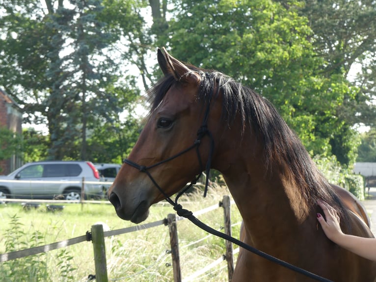 Other Thoroughbred Breeds Mix Gelding 14 years 14,3 hh Brown in Erftstadt Other Thoroughbred Breeds Mix Gelding 14 years 14,3 hh Brown in Erftstadt
