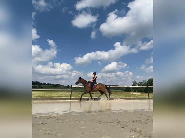 Other Thoroughbred Breeds Gelding 14 years 15.2 hh Bay-Dark in Feuchtwangen
